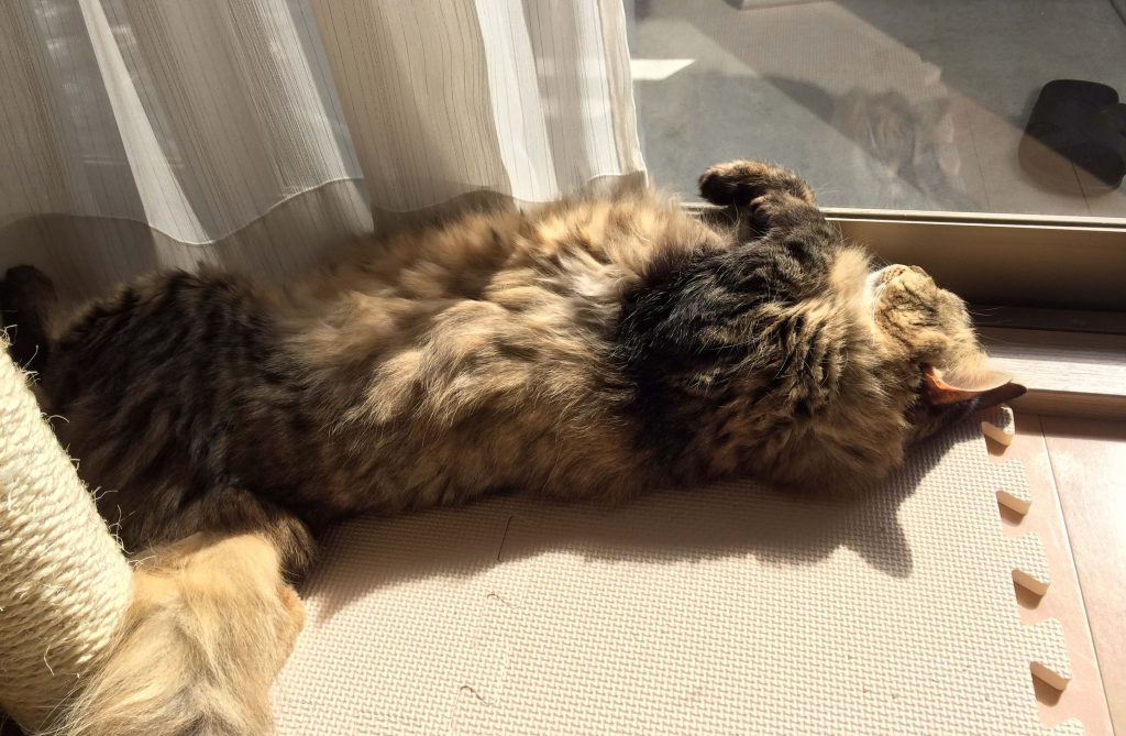 昼寝をする猫