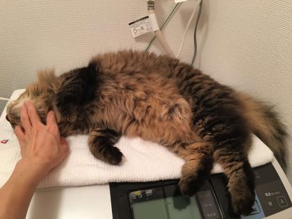 洗濯機の上でのどを撫でられる猫