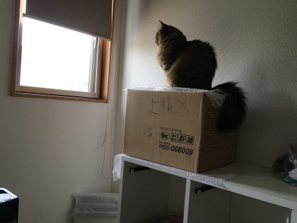 上積み禁止の段ボール箱に座る猫