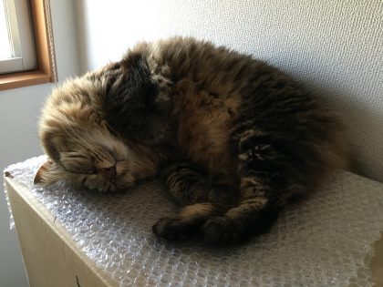 エアクッションの上で昼寝する猫