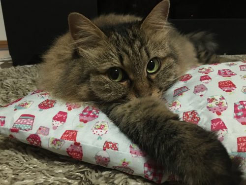 枕に顔を乗せてこちらを見る猫