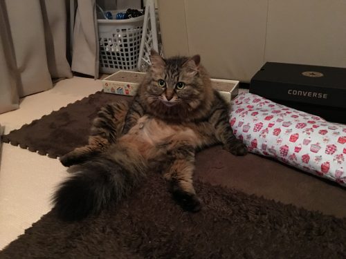 毛繕い中に顔をあげた猫