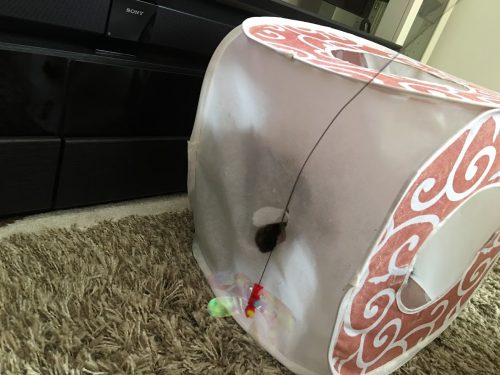穴があいたプレイキューブで遊ぶ猫