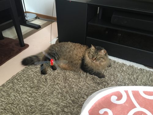 ねこじゃらしを見る猫