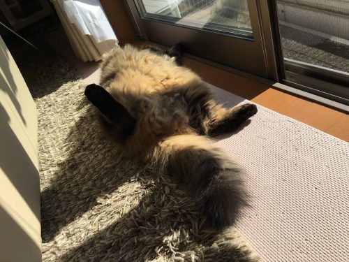 股を広げて日向ぼっこする猫