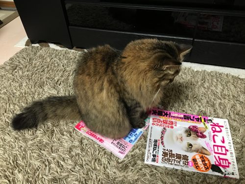 雑誌を見つめる猫