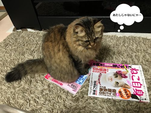 雑誌をみてぼやく猫