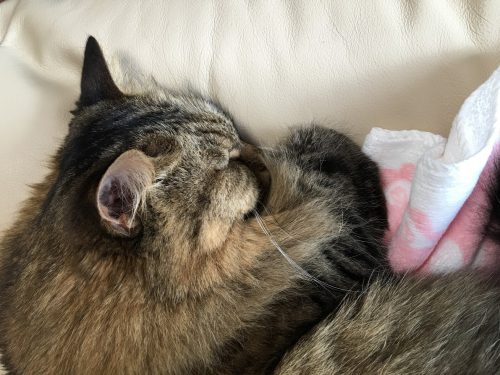 手を丸めて眠る猫