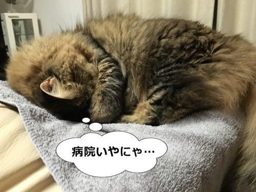 病院に行きたくないと思う猫