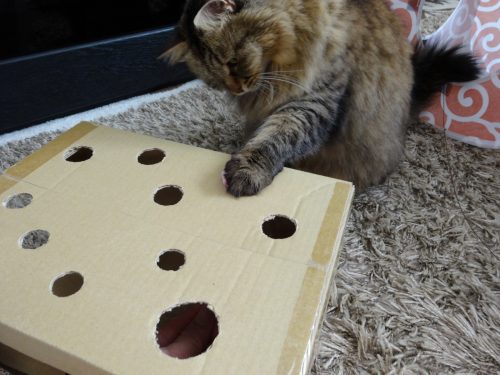ねずみたたきで遊ぶ猫