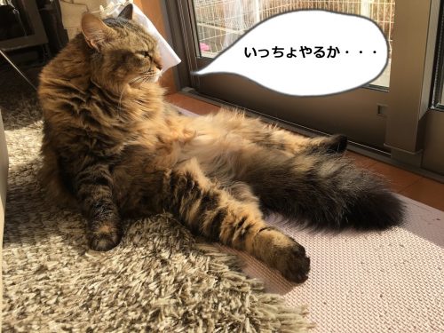 重い腰を上げようとする猫