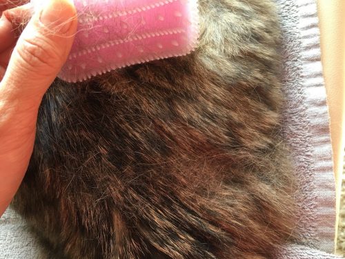 ブラッシング中の猫の抜け毛