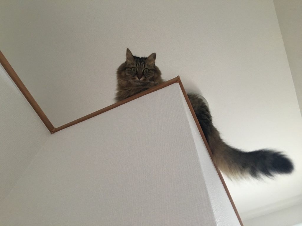 上から下をみる猫