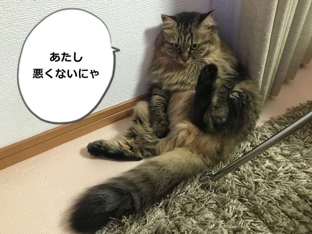 ちょっと怒ってる顔の猫