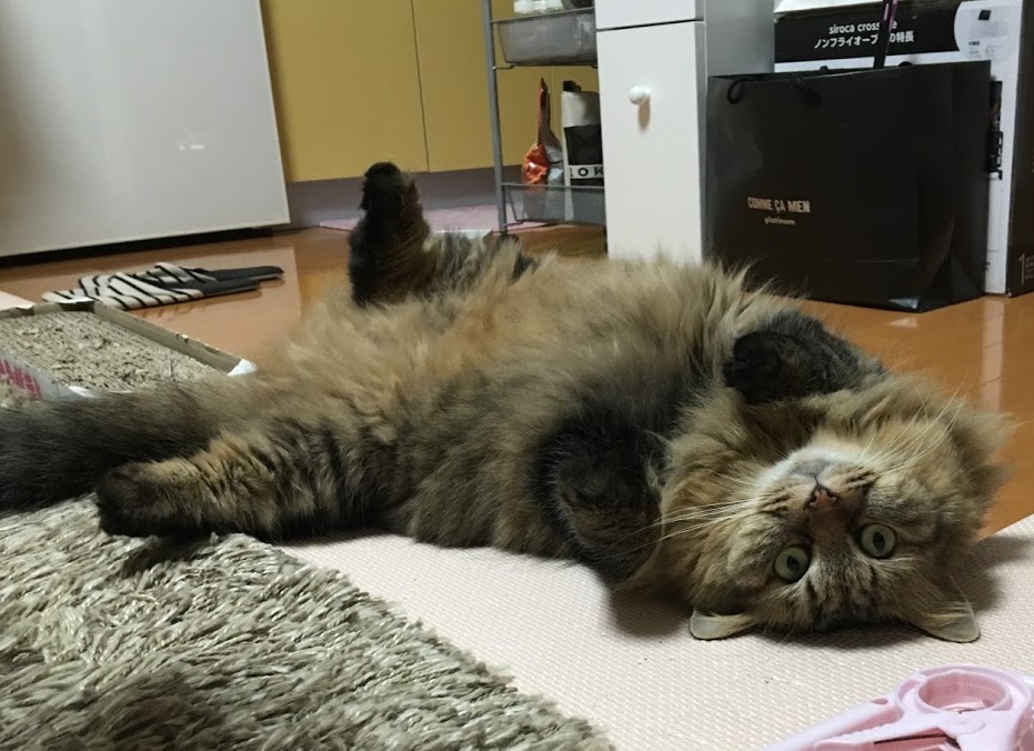 仰向けの猫