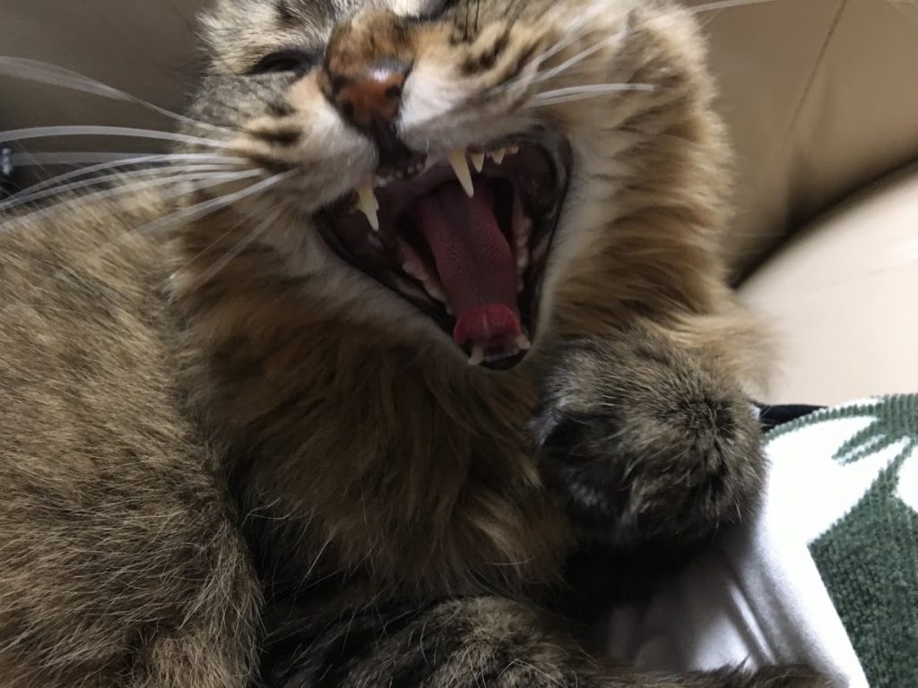 あくびする猫