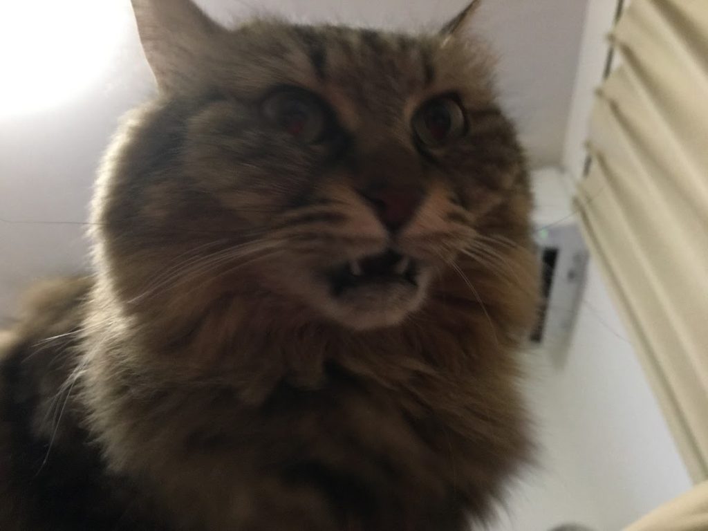 フレーメン反応する猫