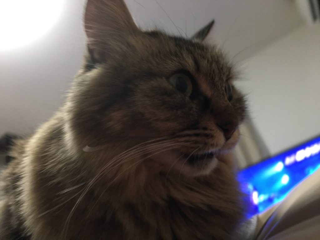 フレーメン反応をみせる猫