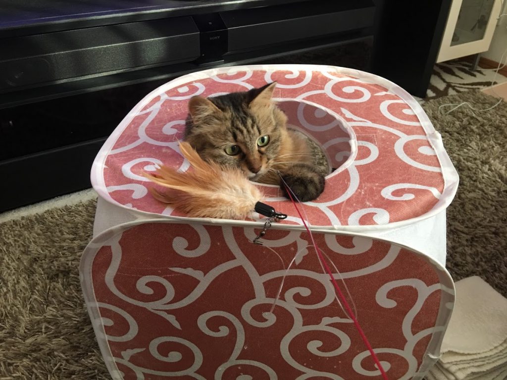 ねこじゃらしで遊ぶ猫