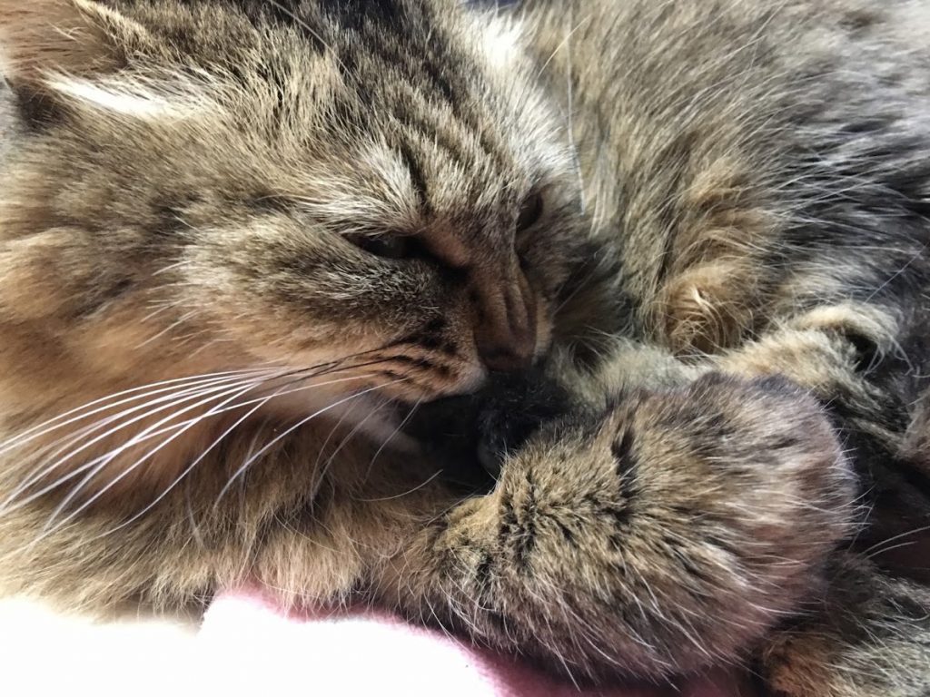 後ろ足の爪を自分で噛む猫