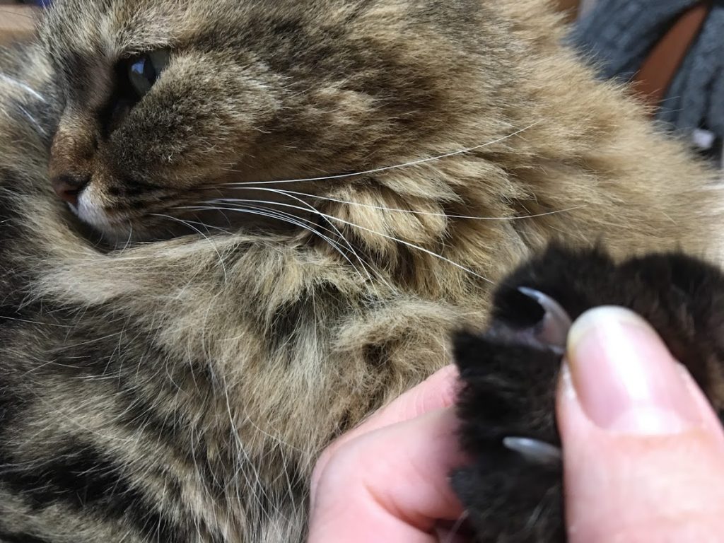 かなり伸びた猫の爪