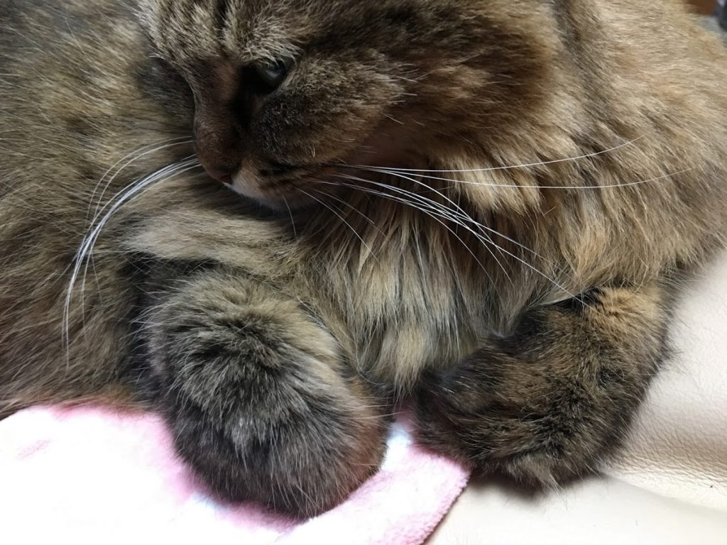 爪を隠す猫