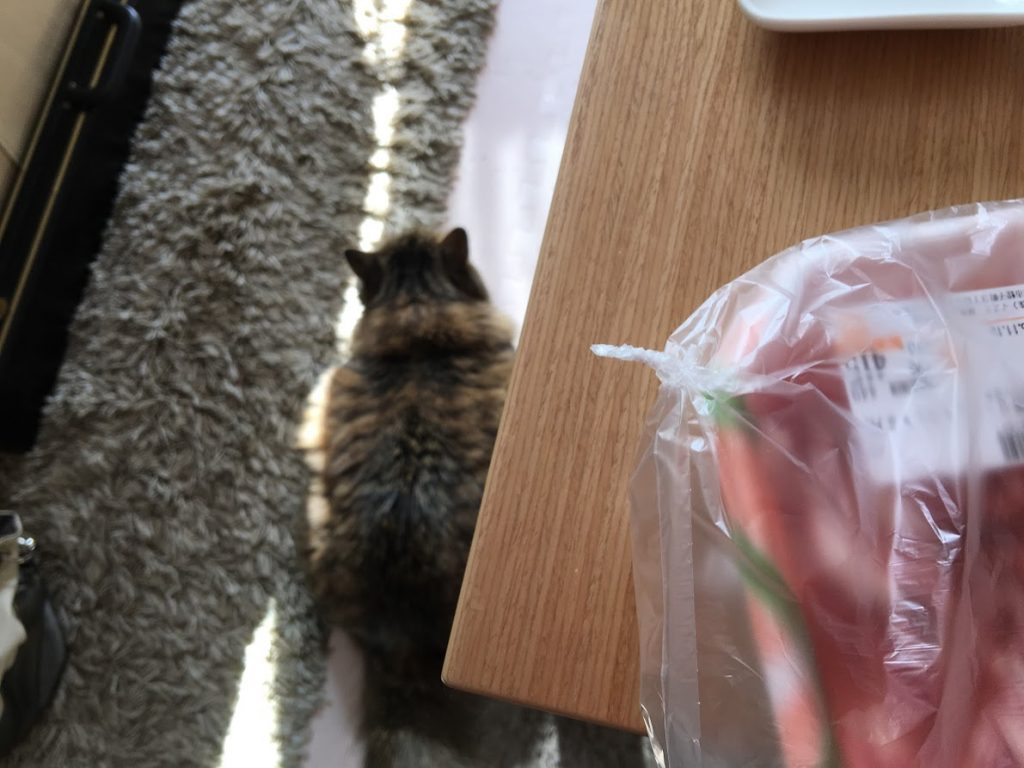 猫が噛んだビニール袋