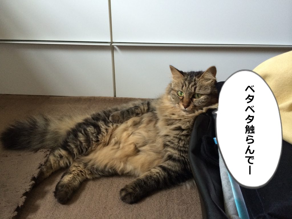 ヤル気のない猫
