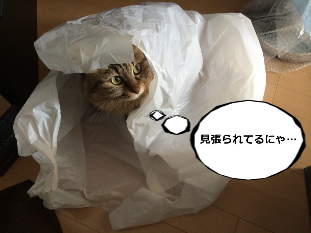 ビニール袋に入った猫