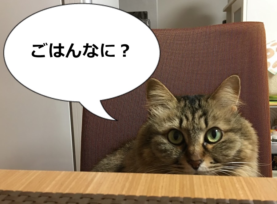 食卓のイスに座る猫