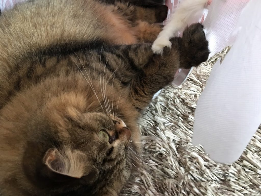 ねこじゃらしで遊ぶ猫