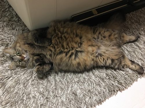 仰向けになる猫