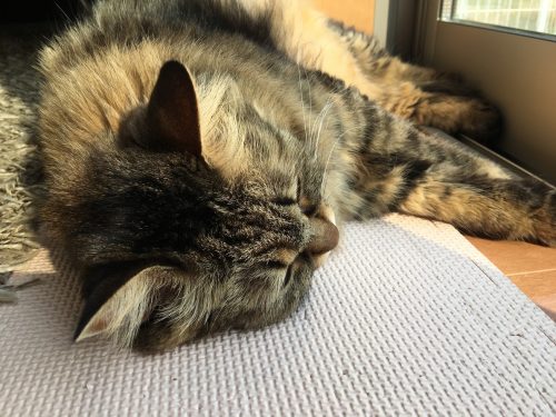 日向ぼっこする猫