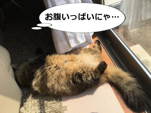 お腹いっぱいの猫