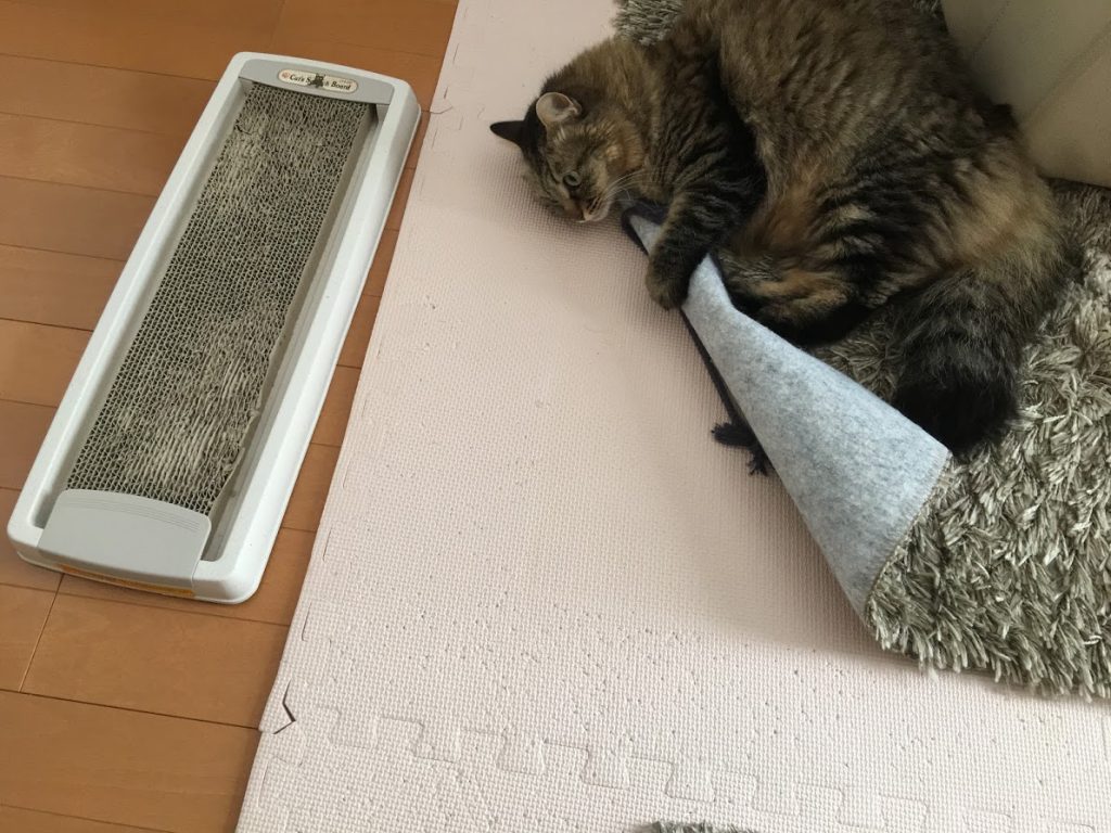 めくれたラグをキックする猫