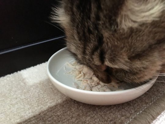 おやつを食べる猫