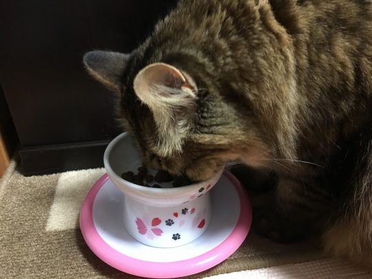 食事する猫