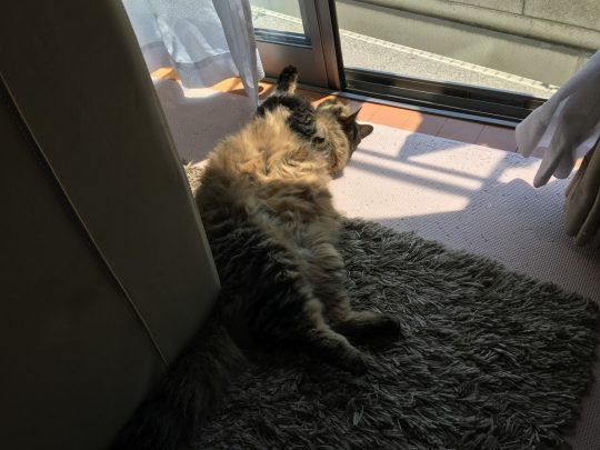 網戸の前でくつろぐ猫
