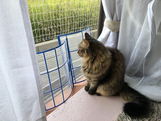 網戸の前に置かれたフィルターが邪魔な猫