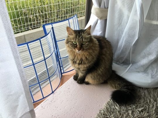 フィルターをどかすよう目で訴える猫