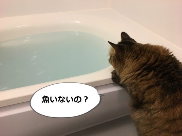 バスタブのお湯を覗く猫