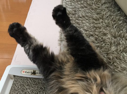 のびする猫