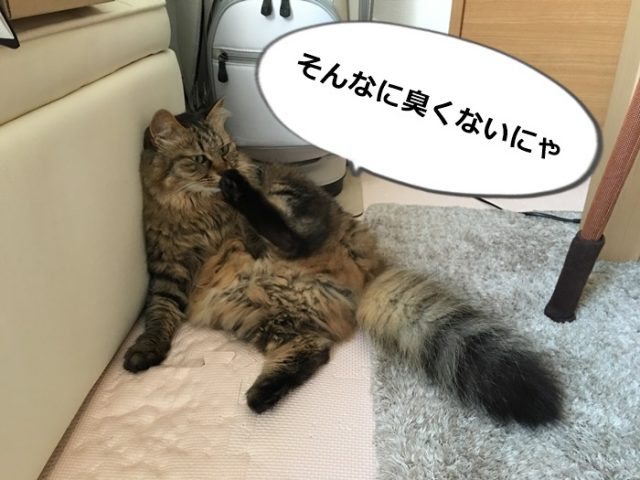 足の臭いをかぐ猫