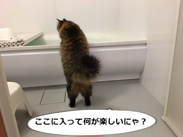 バスタブを除く猫