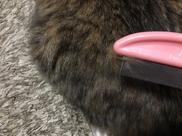 猫のブラッシング