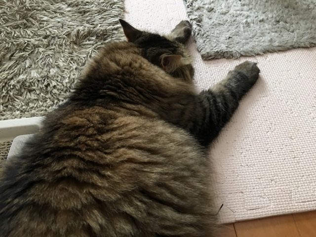 伏せる猫