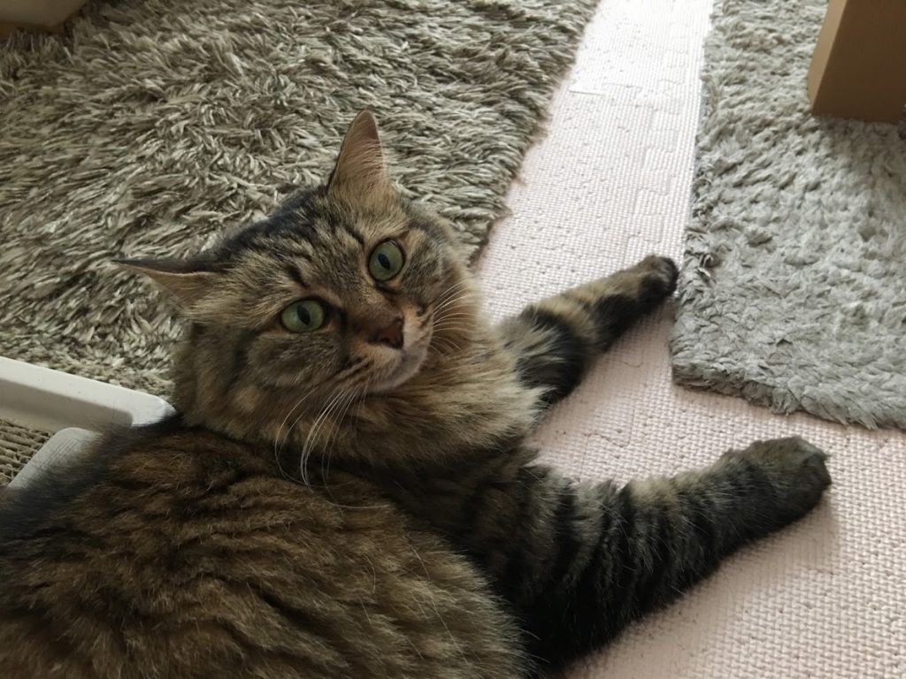 なにかいいたげな猫