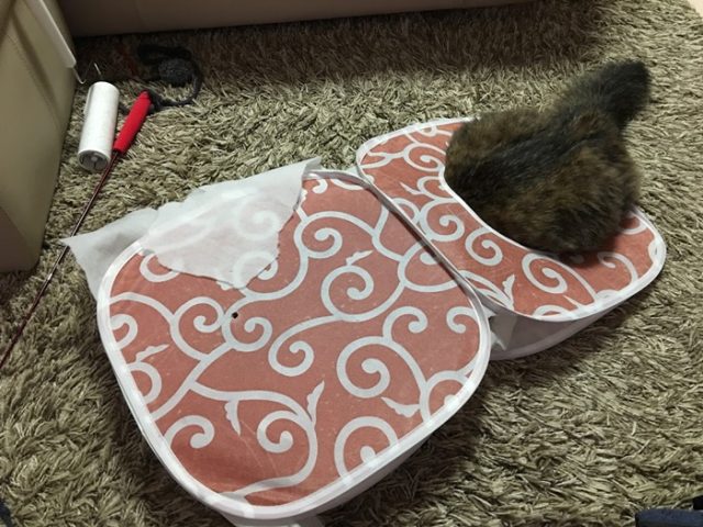 おしりを隠せない猫