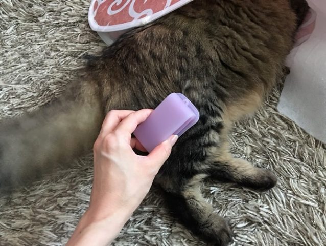 後ろ足をブラッシングされる猫