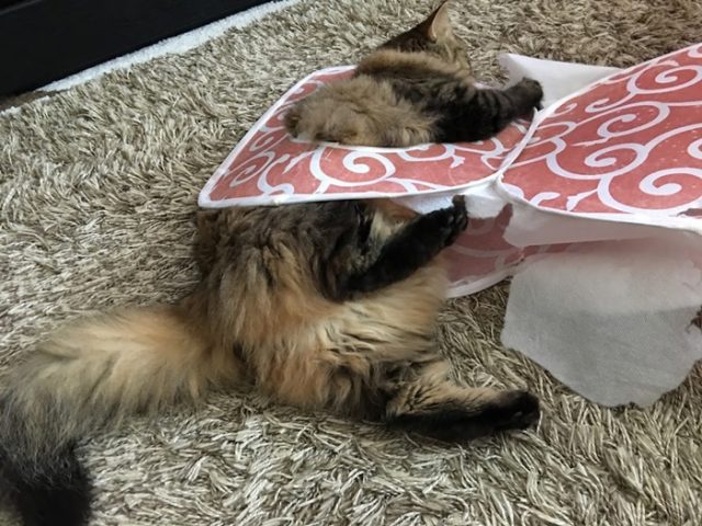 プレイキューブに挟まる猫